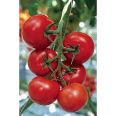 TOMATEN TROS 8 CM